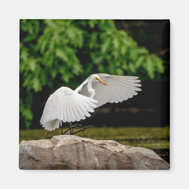 Íman Egret do excelente (Frente)