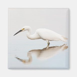 Íman Egret em lagoa estática