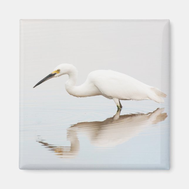 Íman Egret em lagoa estática (Frente)