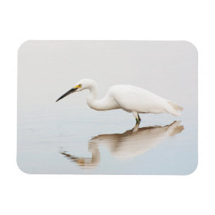 Íman Egret em lagoa estática