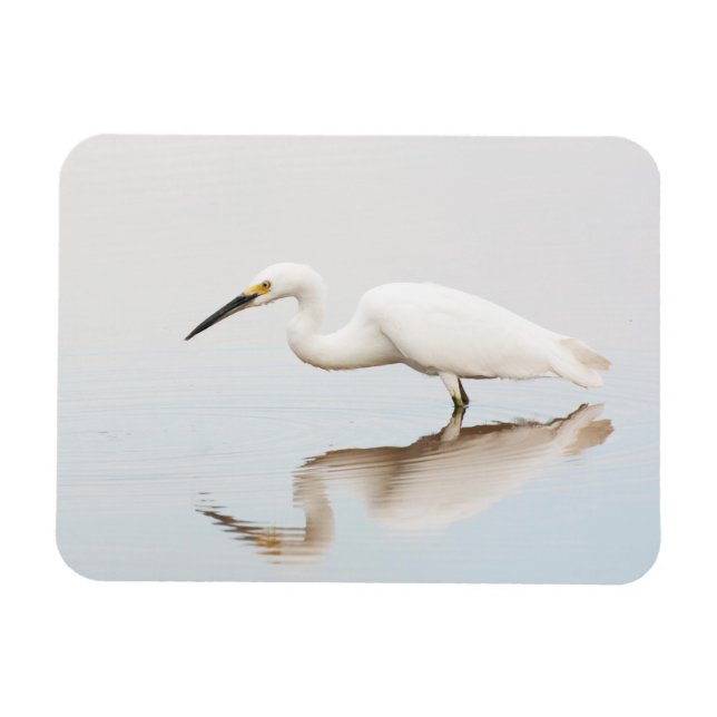 Íman Egret em lagoa estática (Horizontal)