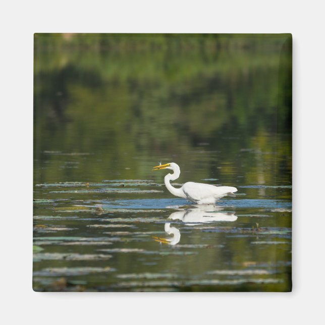 Íman Egret Fish Banquete (Frente)