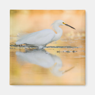 Íman Egret quando o sol se pôr