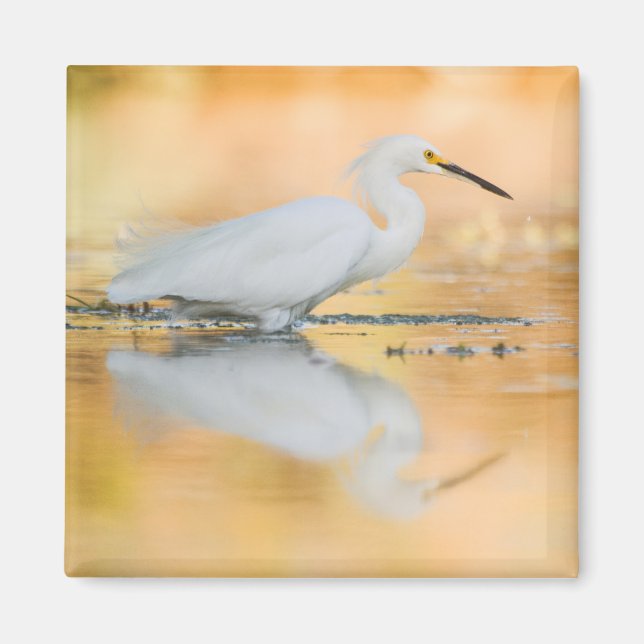 Íman Egret quando o sol se pôr (Frente)