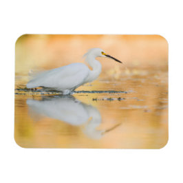 Íman Egret When the Sun is Setting (Egret quando o sol