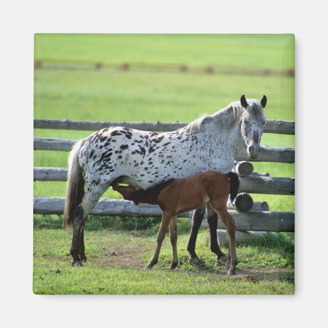 Íman Égua Appaloosa e potro (Frente)