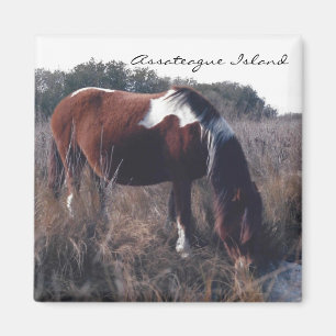 Íman Égua bonito de Assateague - ímã