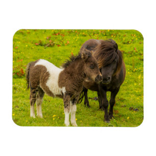 Íman Égua de pônei Shetland e cria