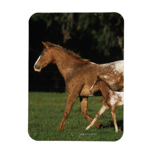 Íman Égua e potro do Appaloosa
