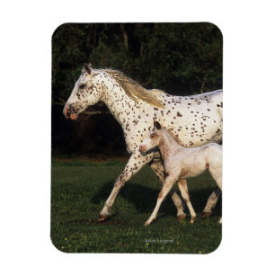 Íman Égua e potro do Appaloosa no campo