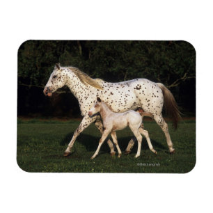 Íman Égua e potro do Appaloosa no campo