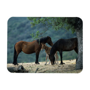 Íman Égua & potro selvagens do mustang