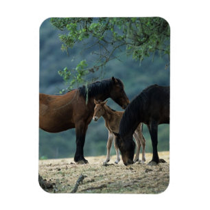 Íman Égua & potro selvagens do mustang
