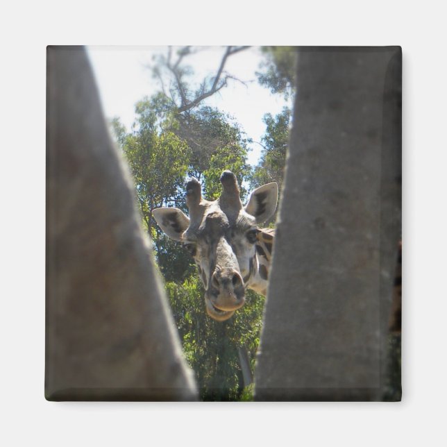 Íman Ei, Giraffe (Frente)