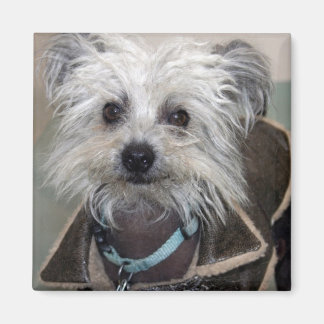 Íman Einstein o Cão