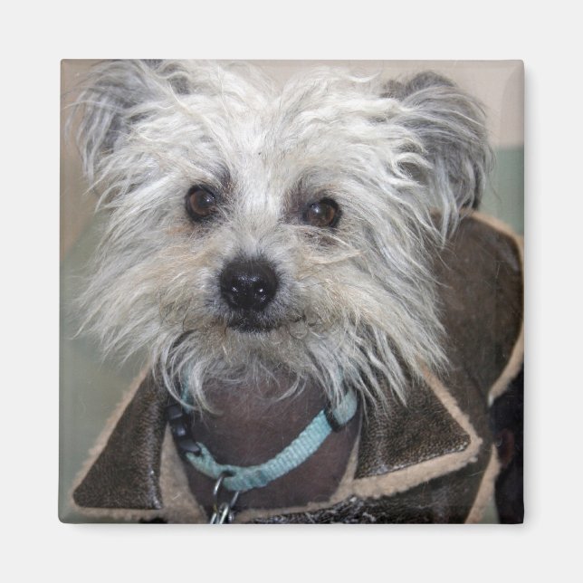 Íman Einstein o Cão (Frente)