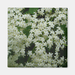 Íman Elderberry Blossoms Magnet