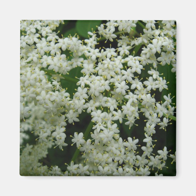 Íman Elderberry Blossoms Magnet (Frente)