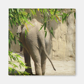 Íman Elefant Booty Magnet