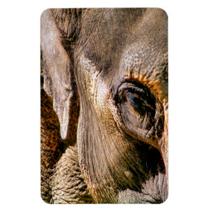 ÍMAN ELEFANTE