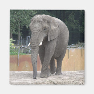Íman Elefante