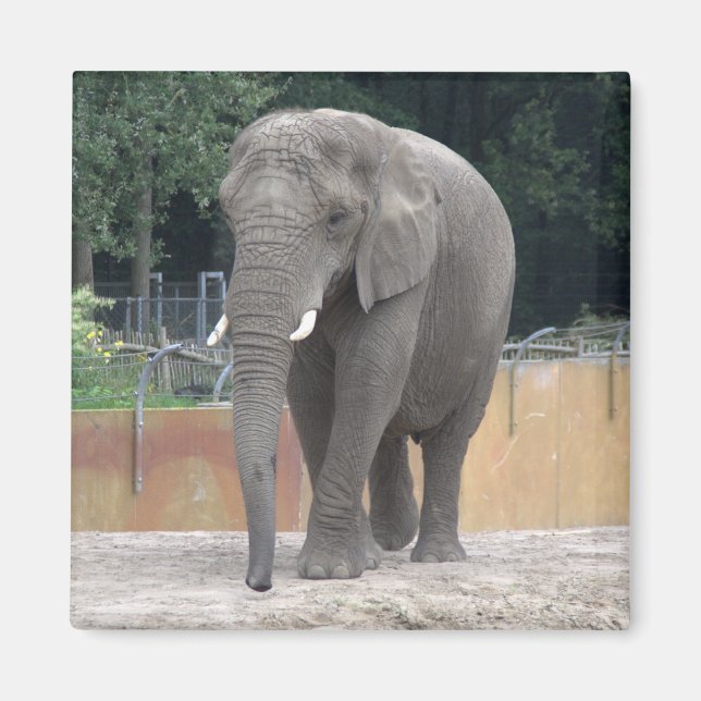 Íman Elefante (Frente)