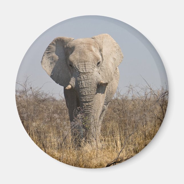 Íman Elefante (Frente)