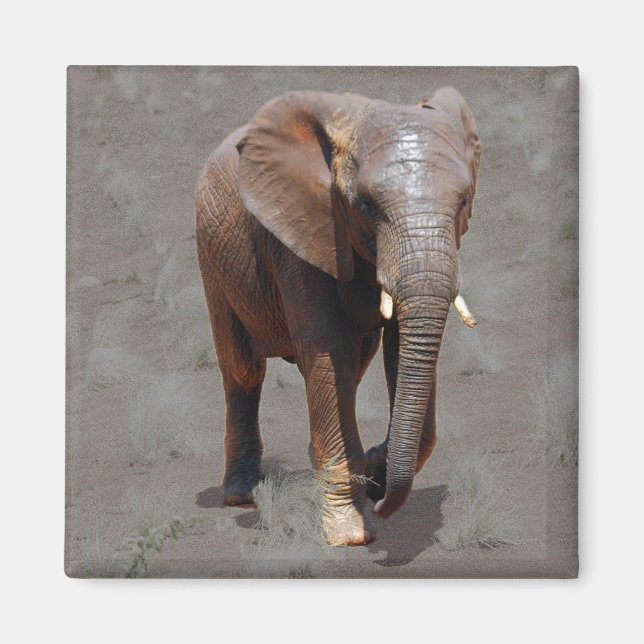 Íman Elefante africano (Frente)