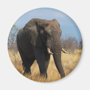 Íman Elefante Africano