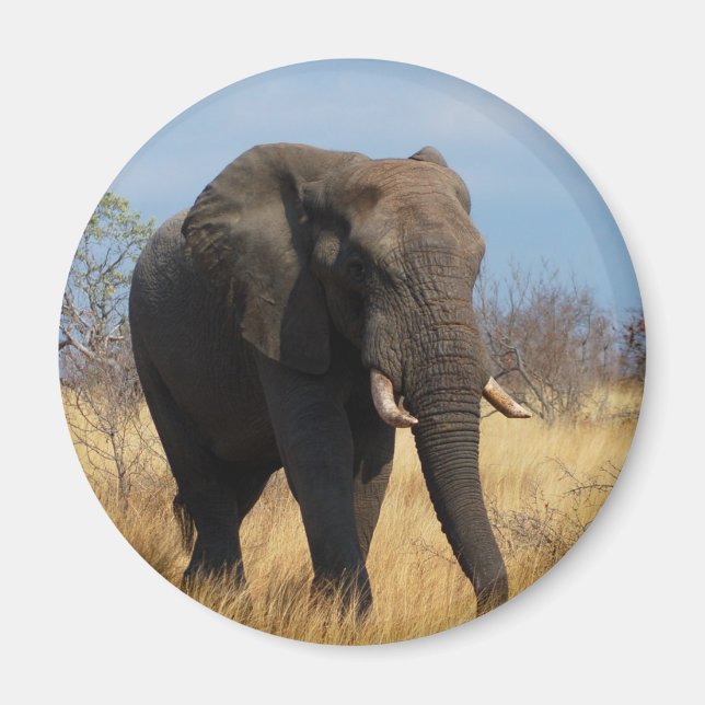 Íman Elefante Africano (Frente)