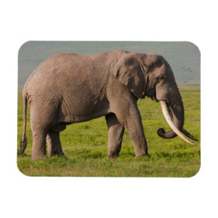 Íman Elefante Africano, Área de Conservação de Ngorongo