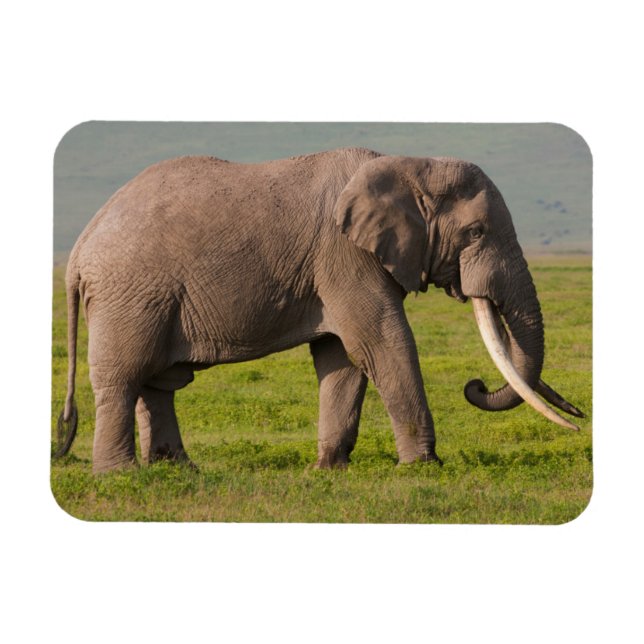 Íman Elefante Africano, Área de Conservação de Ngorongo (Horizontal)