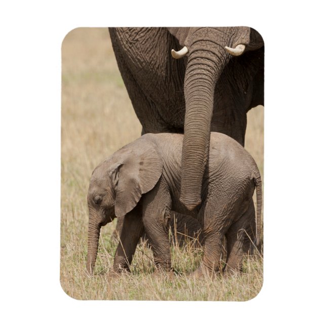 Íman Elefante africano bebê com a mãe (Vertical)