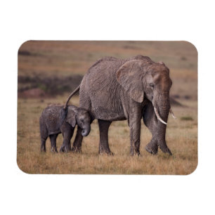 Íman Elefante africano com bebê