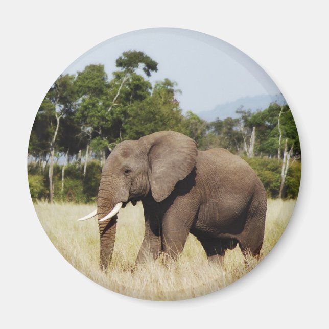 Íman Elefante Africano em Masai Mara, ímã no Quênia (Frente)