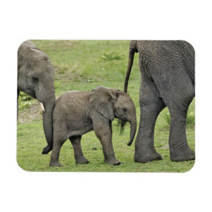 Íman Elefante Africano Fêmea com Bebê