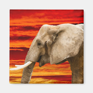 Íman Elefante africano - imã de geladeira