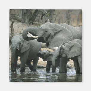 Íman Elefante-africano, (Loxodonta africana), bebendo