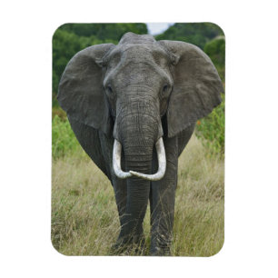 Íman Elefante-africano loxodonta, Masai Mara Game