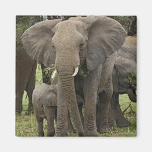 Íman Elefante Africano   Manada