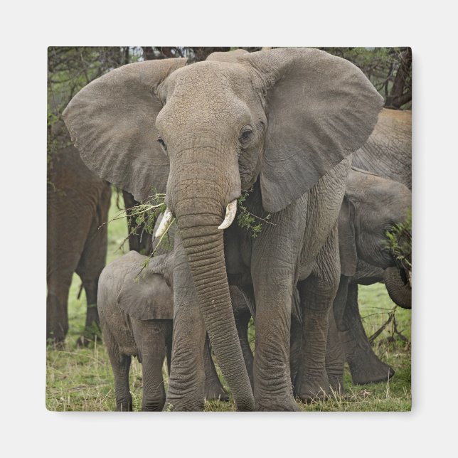Íman Elefante Africano | Manada (Frente)