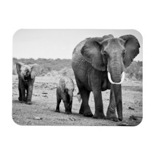 Íman Elefante africano & vitelas   Kenya, África