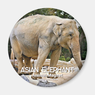 Íman Elefante Asiático