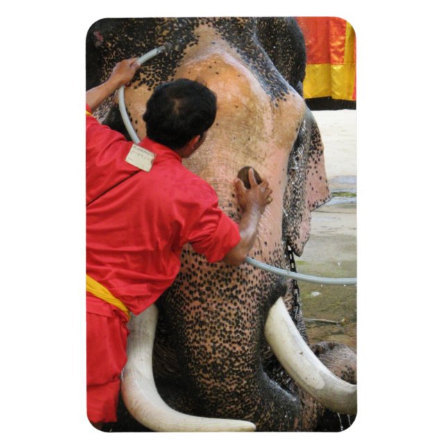 Íman Elefante Bathtime... Ayutthaya, Tailândia (Vertical)