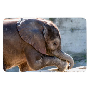 Íman Elefante bebê