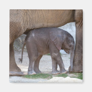Íman Elefante bebê