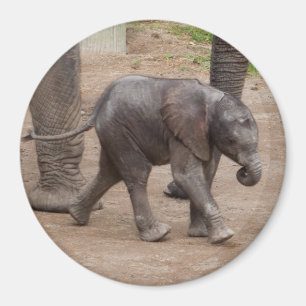 Íman Elefante bebê