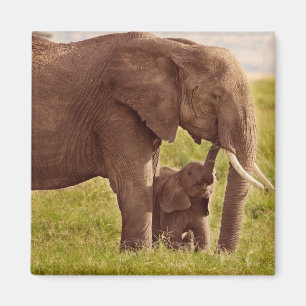 Íman Elefante & bebê das imagens   de Getty