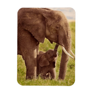 Íman Elefante & bebê das imagens   de Getty