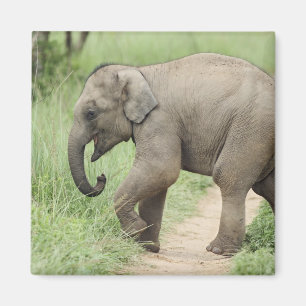 Íman Elefante bebê seguindo a mãe, Corbett